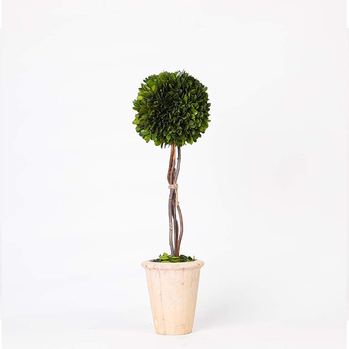 Real Preserved Yellow Evergreen Potted Tree Globe Tree Basin Territory Flower Pot Home Decor Farm House (22 Inch Length) | Evergreen, Terracotta Planter, Home Decor, Christmas Decor