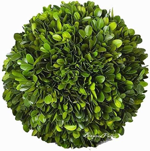 Preserved Boxwood Balls Decorative Filler for Centerpiece, Bowl, Vase, Home Decoration - Natural Tone - Dough Basket Fillers (8' Diameter)