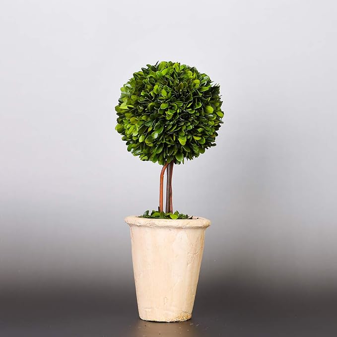Real Preserved Boxwood Evergreen Globe Tree Topiary in Terracotta Planter Green Plant for Home Decor (Single Ball Topiary, 16 inch Tall)