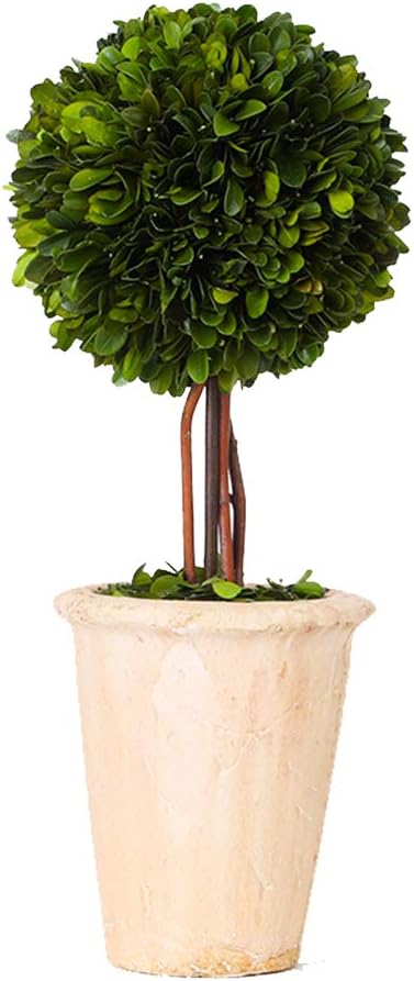 Real Preserved Boxwood Evergreen Globe Tree Topiary in Terracotta Planter Green Plant for Home Decor (Single Ball Topiary, 16 inch Tall)