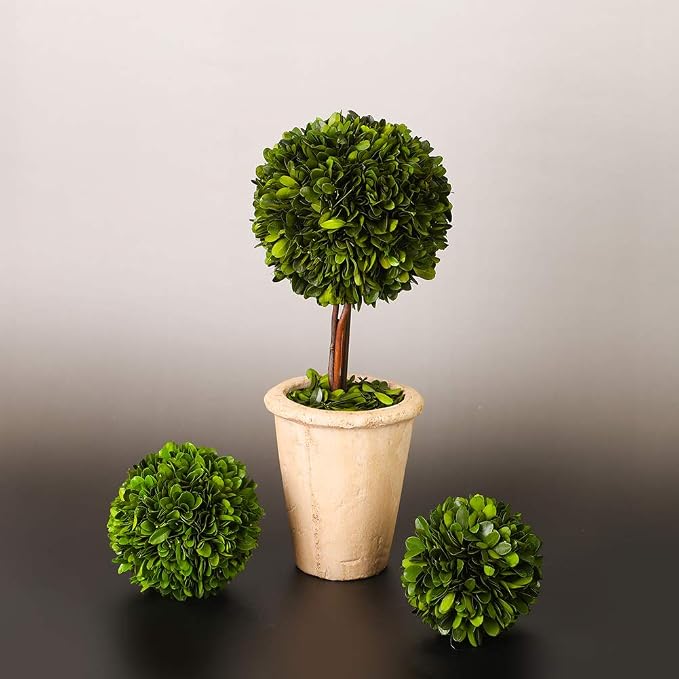 Real Preserved Boxwood Evergreen Globe Tree Topiary in Terracotta Planter Green Plant for Home Decor (Single Ball Topiary, 16 inch Tall)