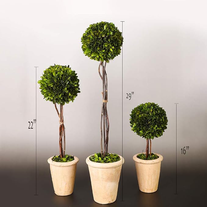 Real Preserved Yellow Evergreen Potted Tree Globe Tree Basin Territory Flower Pot Home Decor Farm House (22 Inch Length) | Evergreen, Terracotta Planter, Home Decor, Christmas Decor