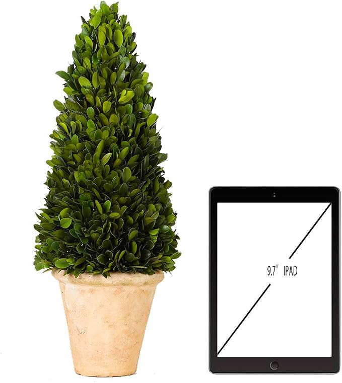 Real Preserved Boxwood Evergreen Potted Tree Globe Tree Topiary in Terracotta Planter, Home Decor Christmas, New Year, Anniversary, Housewarming Decor(Cone Topiary, 17 inches)