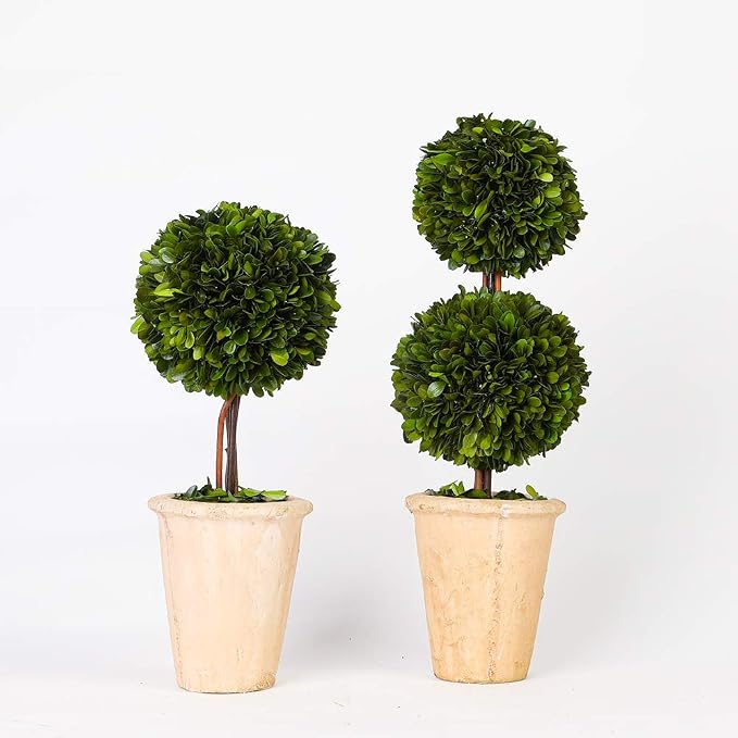 Real Preserved Boxwood Evergreen Potted Tree Globe Tree Topiary in Terracotta Planter, Home Decor Farmhouse (Double Balls Topiary, 20 inches)