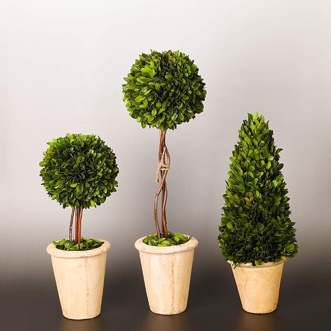 Real Preserved Yellow Evergreen Potted Tree Globe Tree Basin Territory Flower Pot Home Decor Farm House (22 Inch Length) | Evergreen, Terracotta Planter, Home Decor, Christmas Decor