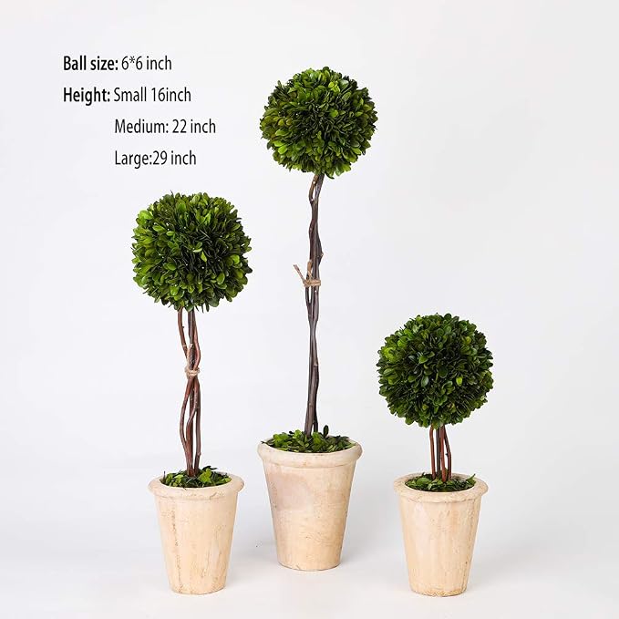 Real Preserved Boxwood Evergreen Globe Tree Topiary in Terracotta Planter Green Plant for Home Decor (Single Ball Topiary, 16 inch Tall)