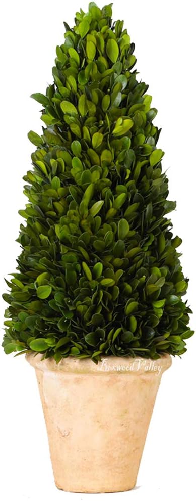 Real Preserved Boxwood Evergreen Potted Tree Globe Tree Topiary in Terracotta Planter, Home Decor Christmas, New Year, Anniversary, Housewarming Decor(Cone Topiary, 17 inches)
