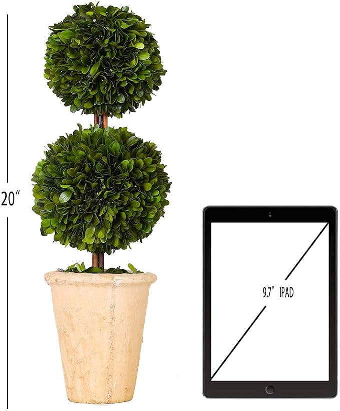 Real Preserved Boxwood Evergreen Potted Tree Globe Tree Topiary in Terracotta Planter, Home Decor Farmhouse (Double Balls Topiary, 20 inches)