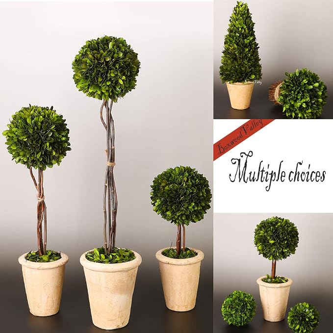 Real Preserved Yellow Evergreen Potted Tree Globe Tree Basin Territory Flower Pot Home Decor Farm House (22 Inch Length) | Evergreen, Terracotta Planter, Home Decor, Christmas Decor