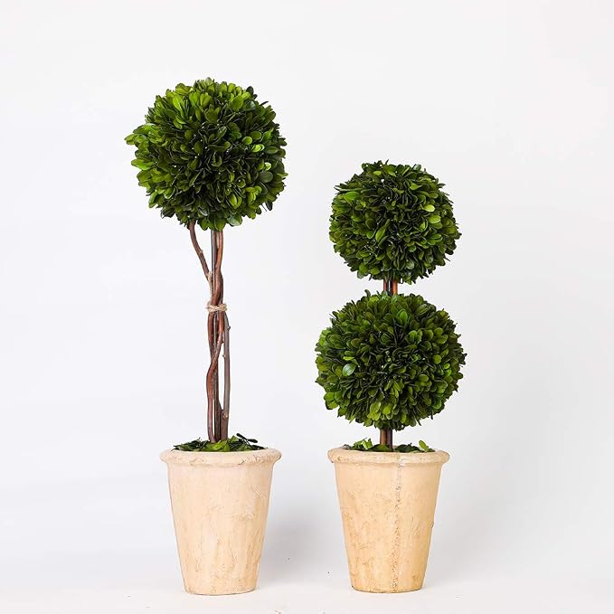 Real Preserved Yellow Evergreen Potted Tree Globe Tree Basin Territory Flower Pot Home Decor Farm House (22 Inch Length) | Evergreen, Terracotta Planter, Home Decor, Christmas Decor