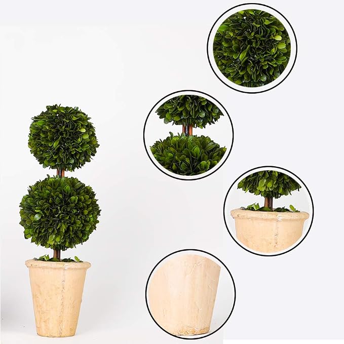 Real Preserved Boxwood Evergreen Potted Tree Globe Tree Topiary in Terracotta Planter, Home Decor Farmhouse (Double Balls Topiary, 20 inches)