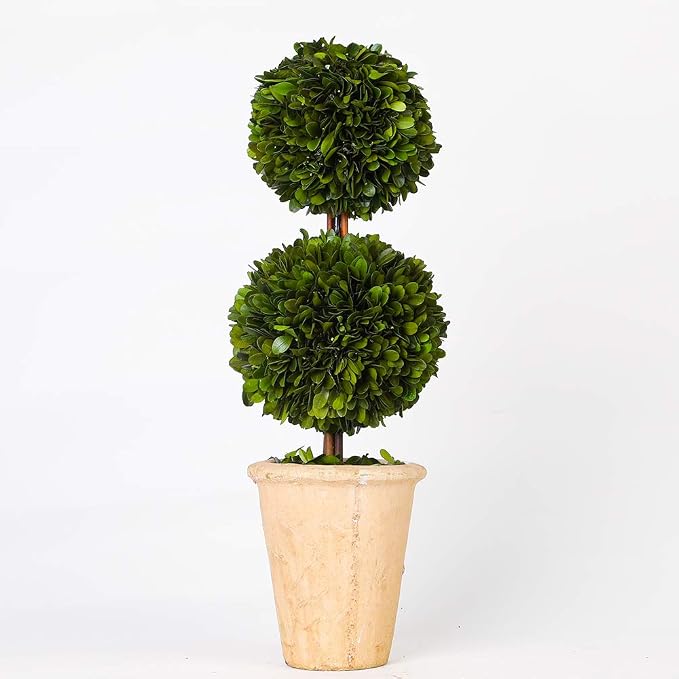 Real Preserved Boxwood Evergreen Potted Tree Globe Tree Topiary in Terracotta Planter, Home Decor Farmhouse (Double Balls Topiary, 20 inches)