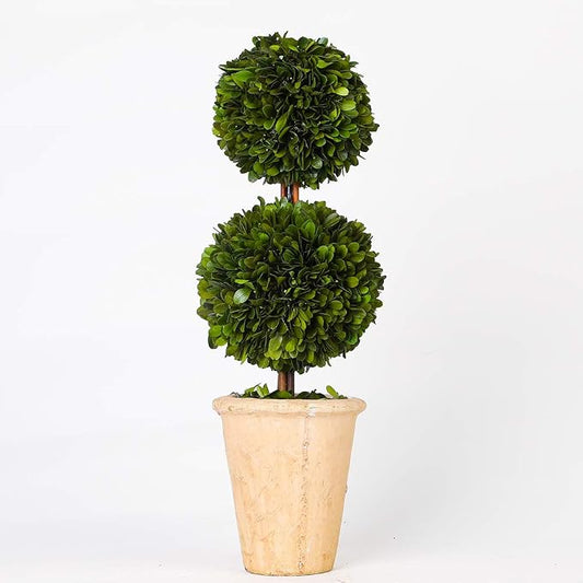 Real Preserved Boxwood Evergreen Potted Tree Globe Tree Topiary in Terracotta Planter, Home Decor Farmhouse (Double Balls Topiary, 20 inches)