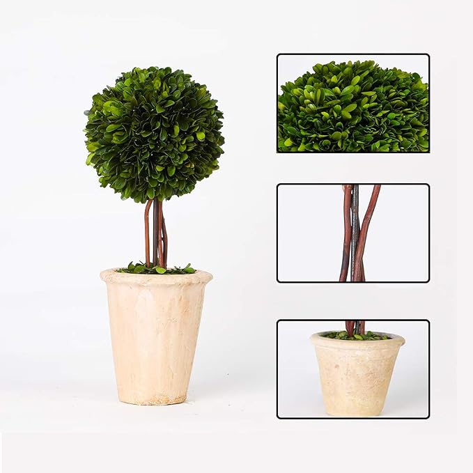 Real Preserved Boxwood Evergreen Globe Tree Topiary in Terracotta Planter Green Plant for Home Decor (Single Ball Topiary, 16 inch Tall)