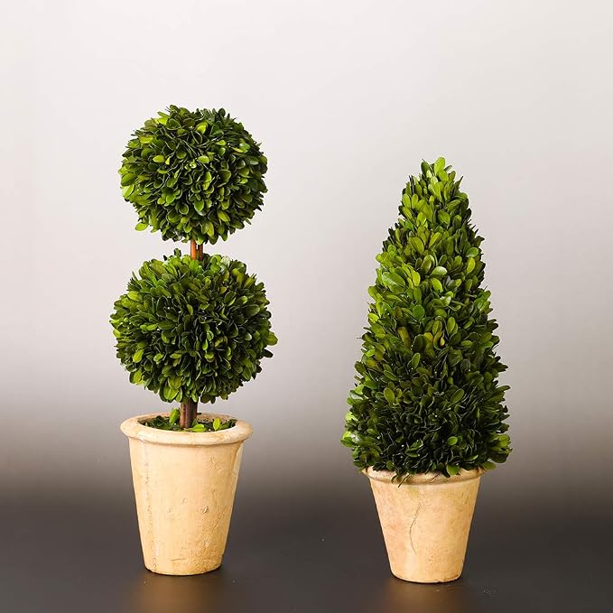 Real Preserved Boxwood Evergreen Potted Tree Globe Tree Topiary in Terracotta Planter, Home Decor Christmas, New Year, Anniversary, Housewarming Decor(Cone Topiary, 17 inches)