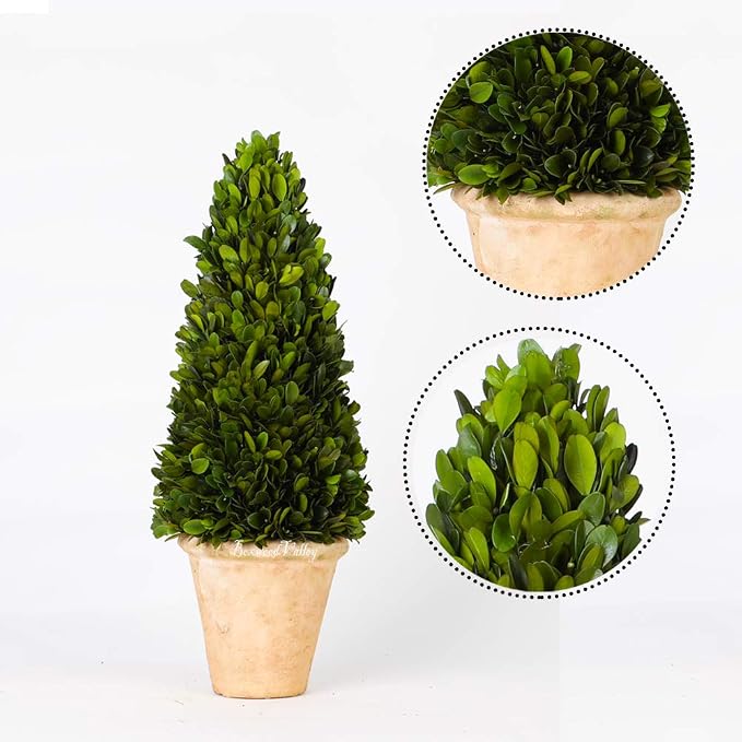 Real Preserved Boxwood Evergreen Potted Tree Globe Tree Topiary in Terracotta Planter, Home Decor Christmas, New Year, Anniversary, Housewarming Decor(Cone Topiary, 17 inches)