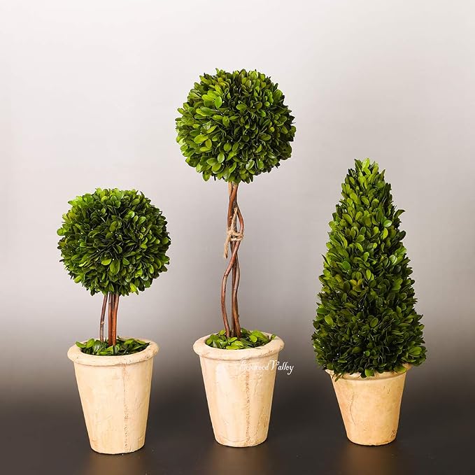 Real Preserved Boxwood Evergreen Globe Tree Topiary in Terracotta Planter Green Plant for Home Decor (Single Ball Topiary, 16 inch Tall)