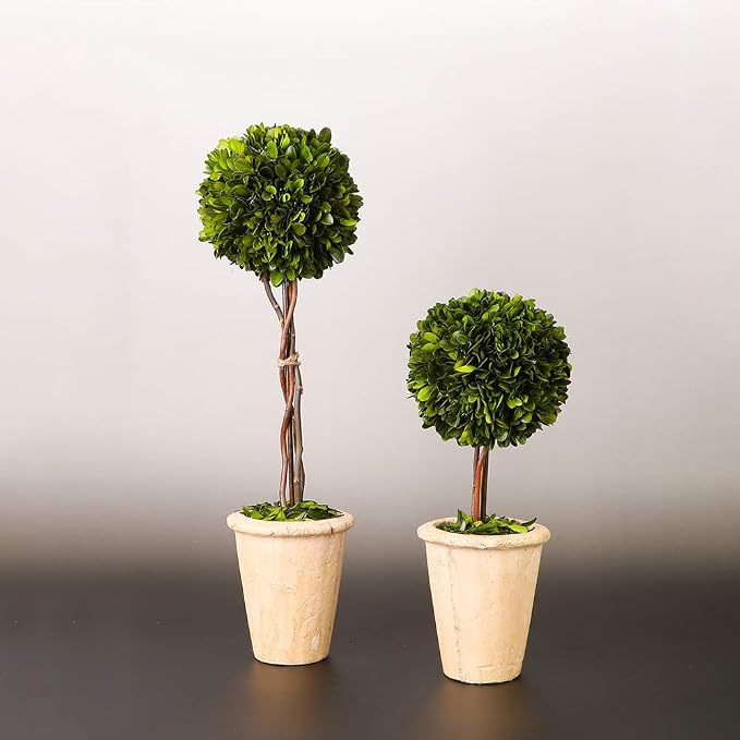 Real Preserved Yellow Evergreen Potted Tree Globe Tree Basin Territory Flower Pot Home Decor Farm House (22 Inch Length) | Evergreen, Terracotta Planter, Home Decor, Christmas Decor