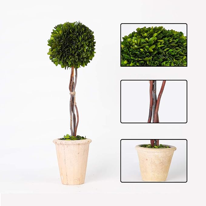 Real Preserved Yellow Evergreen Potted Tree Globe Tree Basin Territory Flower Pot Home Decor Farm House (22 Inch Length) | Evergreen, Terracotta Planter, Home Decor, Christmas Decor