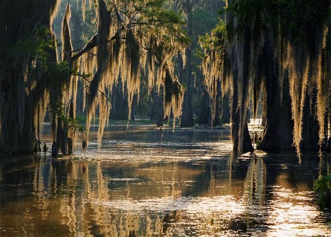 Swamp Landscape Backdrop Bald Cypress Trees and Spanish Moss Rainforest Photography Background Party Photo Booth Props, 20X10FT