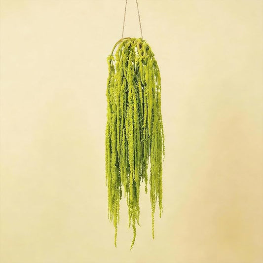 Silva Loup 12pcs Natural Dried Wisteria Hanging Flowers 30" - Bleached Green Vine for Wedding Bouquets, Wall Decor | Shedding Note & Mess-Free Use Tips Included