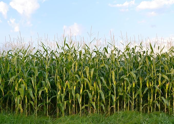 BELECO 7x5ft Fabric Cornfield Maze Backdrop Green Corn Stalks Corn Field Countryside Farm Harvest Background Corn Field Themed Party Decorations Adults Kids Portrait Photoshoot Studio Props