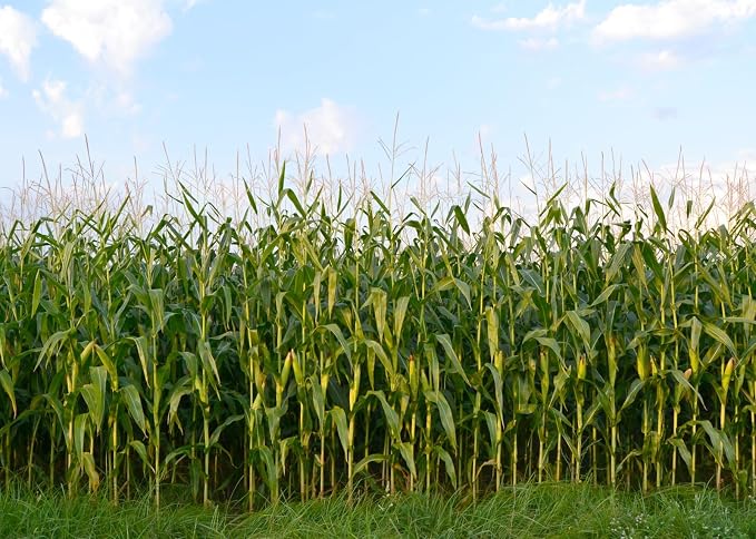 BELECO 8x6ft Fabric Cornfield Maze Backdrop Green Corn Stalks Corn Field Countryside Farm Harvest Background Corn Field Themed Party Decorations Adults Kids Portrait Photoshoot Studio Props