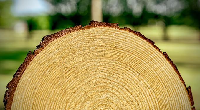 Set of (16) 9-11 inch Wood Slices for centerpieces! Wedding centerpieces, Bulk Wood Slices (9-11 inch Set of 16)