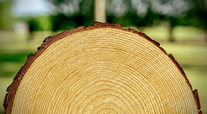 Set of (10) 8-9 inch Wood Slices for centerpieces, Arts and Crafts, and Rustic Home Decor! Wood Slice centerpieces, Wood Rounds, Tree Slices (Small 8-9 inch)